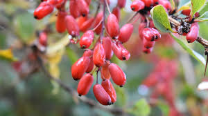 Attēlu rezultāti vaicājumam “Berberis vulgaris”