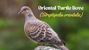 Image result for Streptopelia orientalis
