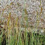 Attēlu rezultāti vaicājumam “Carex appropinquata fruit”