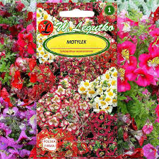 Image result for Schizanthus