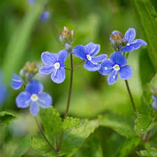 Attēlu rezultāti vaicājumam “Veronica chamaedrys flower”
