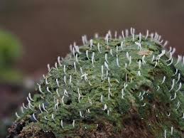 Attēlu rezultāti vaicājumam “Multiclavula mucida”