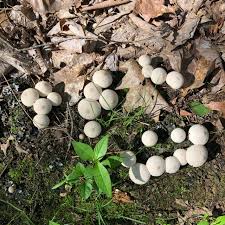 Attēlu rezultāti vaicājumam “Lycoperdon pyriforme young”