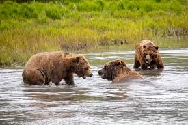 Image result for brown bear
