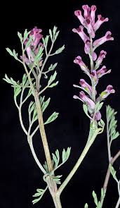 Image result for Fumaria officinalis