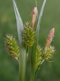 Attēlu rezultāti vaicājumam “Carex pallescens”