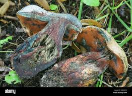 Attēlu rezultāti vaicājumam “Boletus luridus”