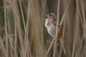 Image result for Acrocephalus arundinaceus