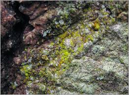 Attēlu rezultāti vaicājumam “Chrysothrix candelaris”