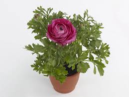 Attēlu rezultāti vaicājumam “Ranunculus brunnescens”