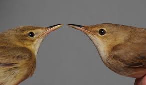 Image result for Acrocephalus aedon