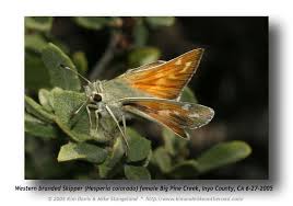 Attēlu rezultāti vaicājumam “Hesperia comma underside”