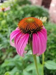 Image result for Echinacea angustifolia