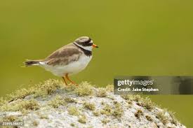 Attēlu rezultāti vaicājumam “Charadrius hiaticula adult”