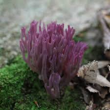 Attēlu rezultāti vaicājumam “Clavulina amethystina”