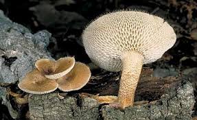 Attēlu rezultāti vaicājumam “Polyporus ciliatus”