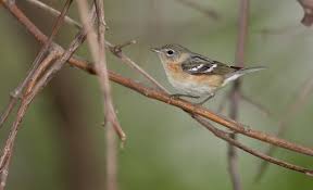 Image result for Dendroica castanea