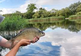 Image result for Orpington District Angling Association