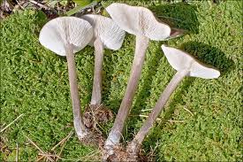 Image result for Melanoleuca rasilis var. pseudoluscina