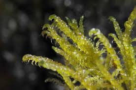 Attēlu rezultāti vaicājumam “Scorpidium cossonii”