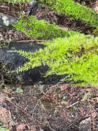 Attēlu rezultāti vaicājumam “Brachythecium rutabulum sporophyte”