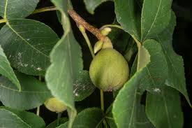 Attēlu rezultāti vaicājumam “Carya ovata fruit”