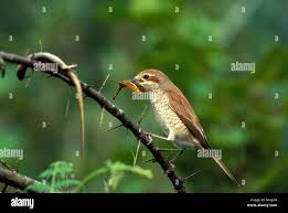 Attēlu rezultāti vaicājumam “Lanius collurio female”