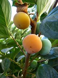 Image result for sharon fruit