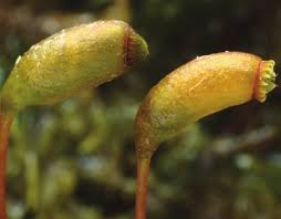 Attēlu rezultāti vaicājumam “Leptodictyum riparium sporophyte”