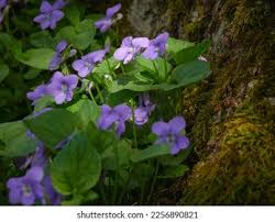 Attēlu rezultāti vaicājumam “Viola uliginosa”