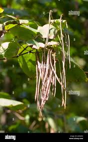 Attēlu rezultāti vaicājumam “Catalpa ovata fruit”
