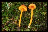 Attēlu rezultāti vaicājumam “Mucronella”