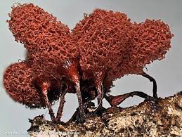 Attēlu rezultāti vaicājumam “Arcyria denudata”