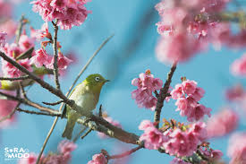 Image result for 緋寒桜