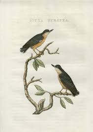 Image result for Sitta europaea