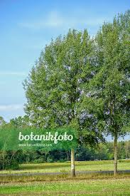 Attēlu rezultāti vaicājumam “Populus tremula”