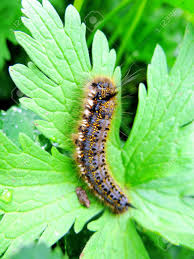 Attēlu rezultāti vaicājumam “Lasiocampidae”