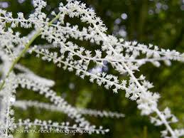 Image result for Aruncus dioicus