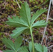 Attēlu rezultāti vaicājumam “Potentilla arenaria leaf”