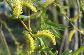 Attēlu rezultāti vaicājumam “Salix x sepulcralis”