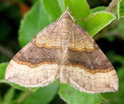 Attēlu rezultāti vaicājumam “Scotopteryx chenopodiata”