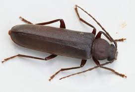 Attēlu rezultāti vaicājumam “Criocephalus rusticus”