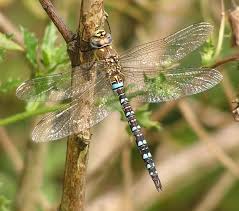 Attēlu rezultāti vaicājumam “Aeshna mixta female”