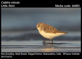 Attēlu rezultāti vaicājumam “Calidris minuta”