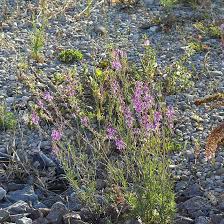 Image result for Linaria purpurea