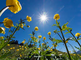 Attēlu rezultāti vaicājumam “Trollius europaeus”