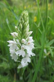 Attēlu rezultāti vaicājumam “Dactylorhiza fuchsii bud”