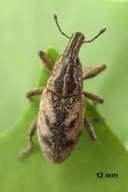 Attēlu rezultāti vaicājumam “Cleonis pigra”