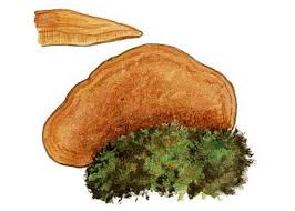 Attēlu rezultāti vaicājumam “Hapalopilus nidulans”