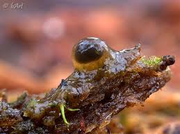 Attēlu rezultāti vaicājumam “Colloderma robustum macro”